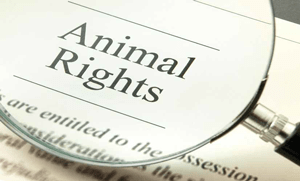 Animal Protection Laws of UAE